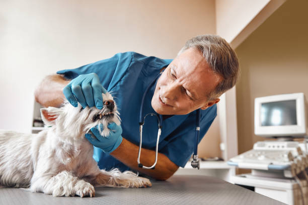 Best Emergency Root Canal Treatment in Dunkirk, NY